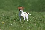 JACK RUSSEL 064